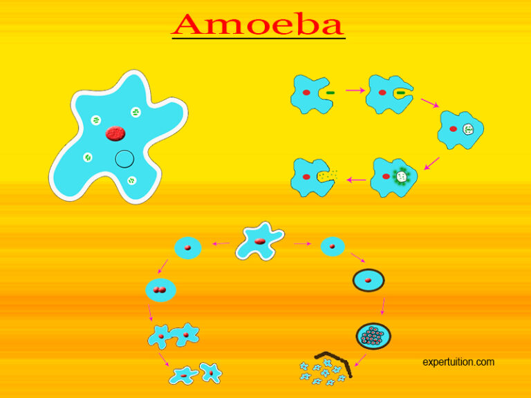 Amoeba Structure And Life Processes Expertuition 3193