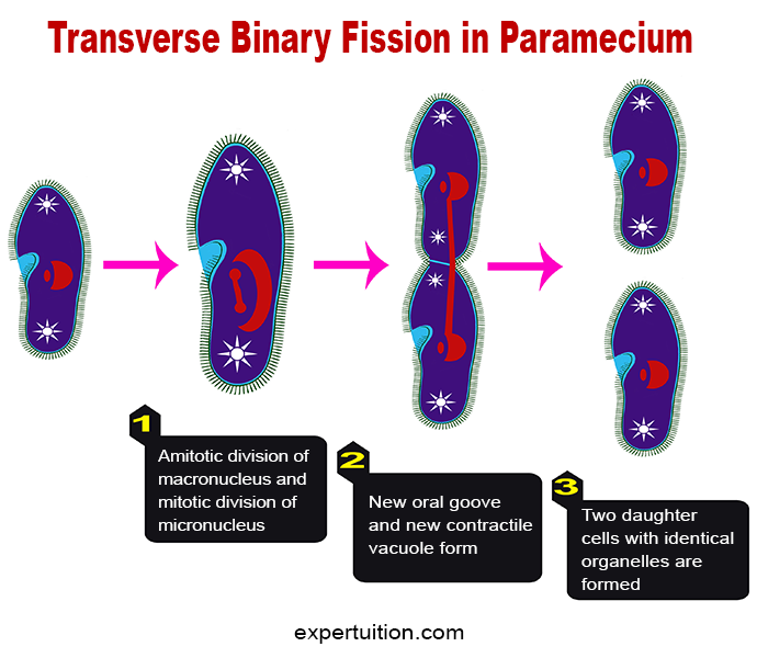 Binary Fission In Paramecium