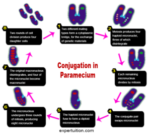 Paramecium: Structure, Reproduction, and other Life Processes ...