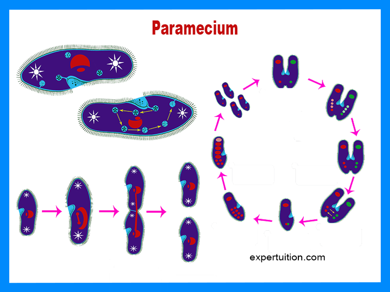 Paramecium Structure
