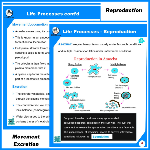 Ameoba structure, asexual reproduction, mode of nutrition.