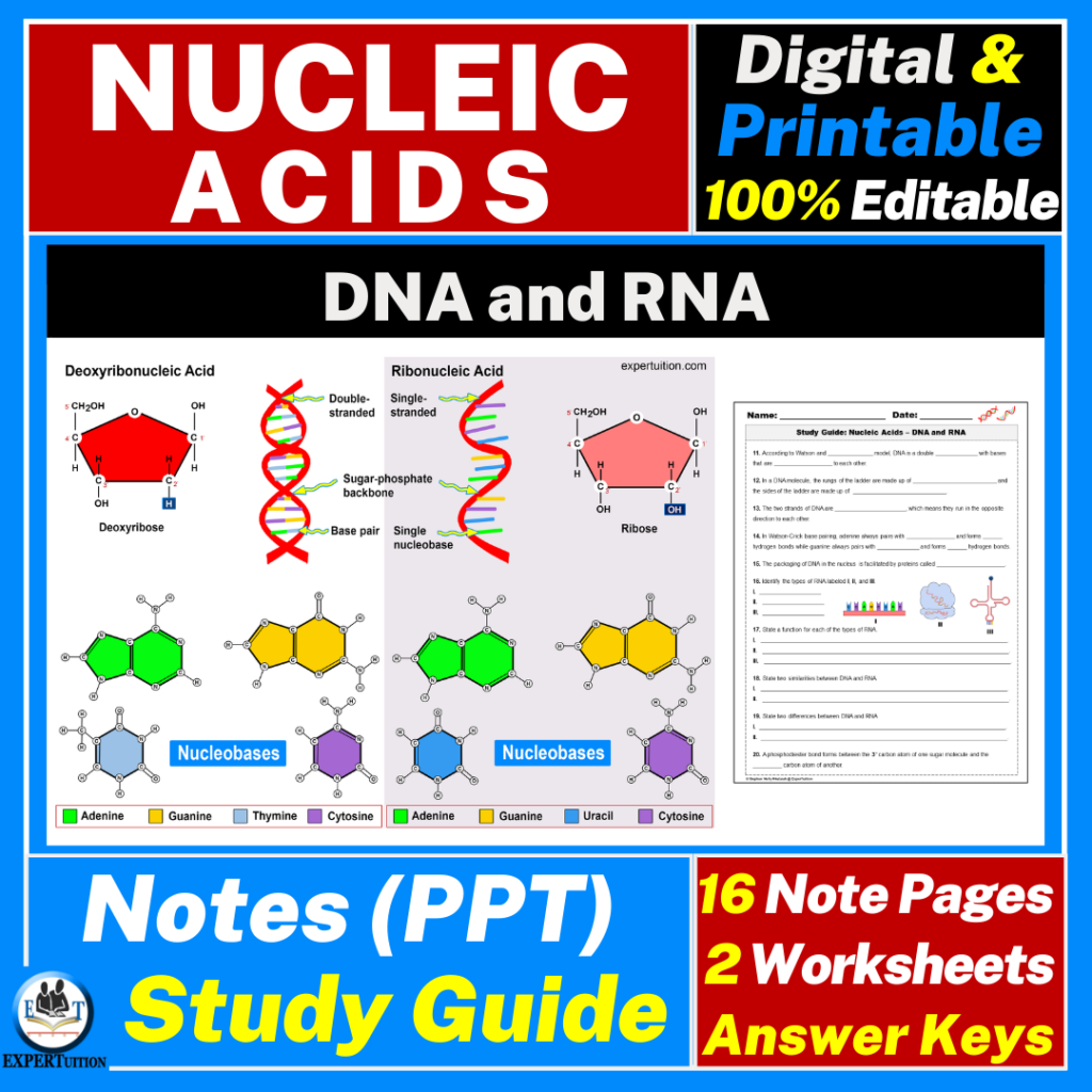 Nucleic Acids DNA and RNA Notes and Study Guide ExperTuition