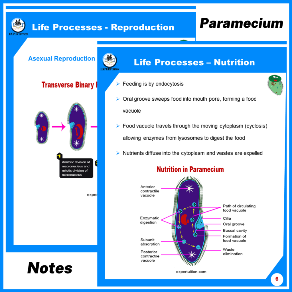 Protists: Paramecium & Euglena Structures & Life Processes - ExperTuition